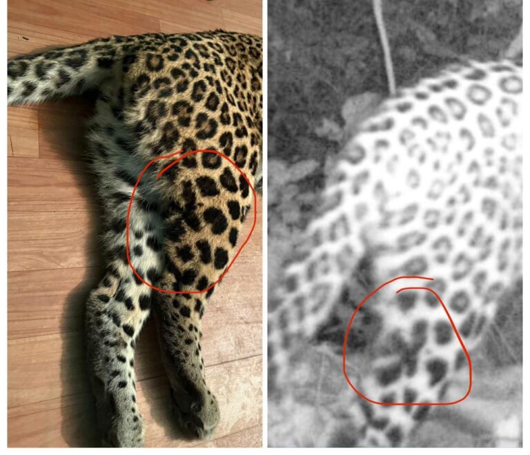 मुख्यमंत्री के त्वरित निर्देशों तथा समन्वित प्रयास से गुलदार नियंत्रण अभियान सफल