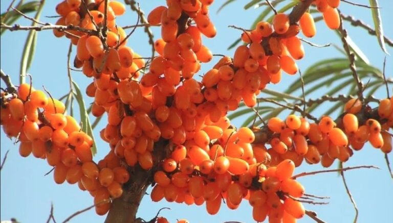 उच्च हिमालयी क्षेत्रों में सीबकथोर्न की खेती से बदलेगी किसानों की किस्मत, सरकार बना रही कार्ययोजना